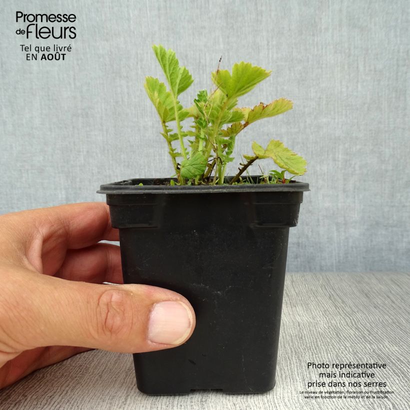 Exemplaar van Geum chiloense Lady Stratheden - Nagelkruid Kweekpotje van 7/8 cm zoals geleverd in de zomer
