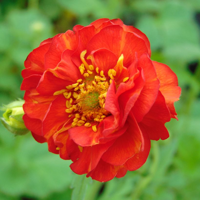 Geum chiloense Mrs Bradshaw - Nagelkruid (Bloei)
