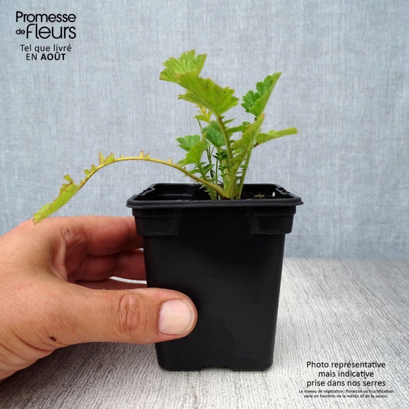 Exemplaar van Geum chiloense Mrs Bradshaw - Nagelkruid Kweekpotje van 7/8 cm zoals geleverd in de zomer