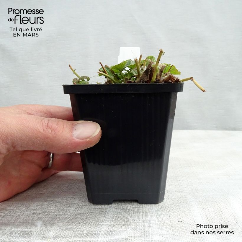 Exemplaar van Geum coccineum Borisii - Nagelkruid Kweekpotje van 8/9 cm zoals geleverd in de lente