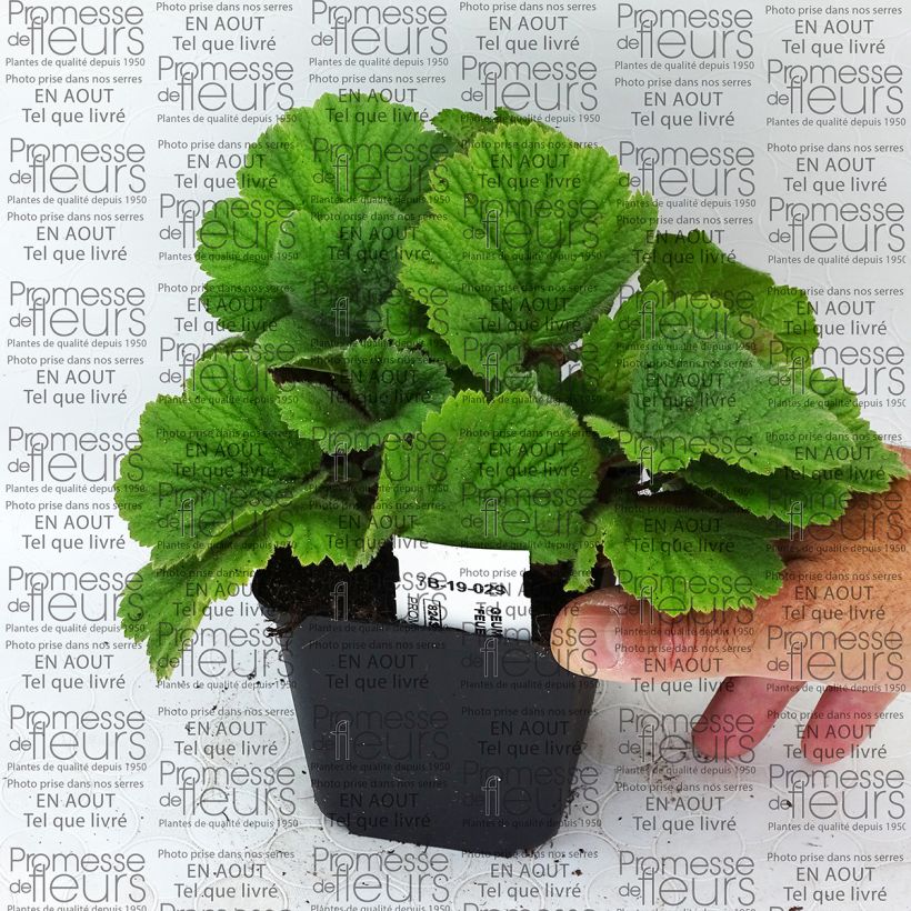 Voorbeeld van een exemplaar van Geum coccineum Feuermeer - Nagelkruid Kweekpotje van 8/9 cm zoals geleverd