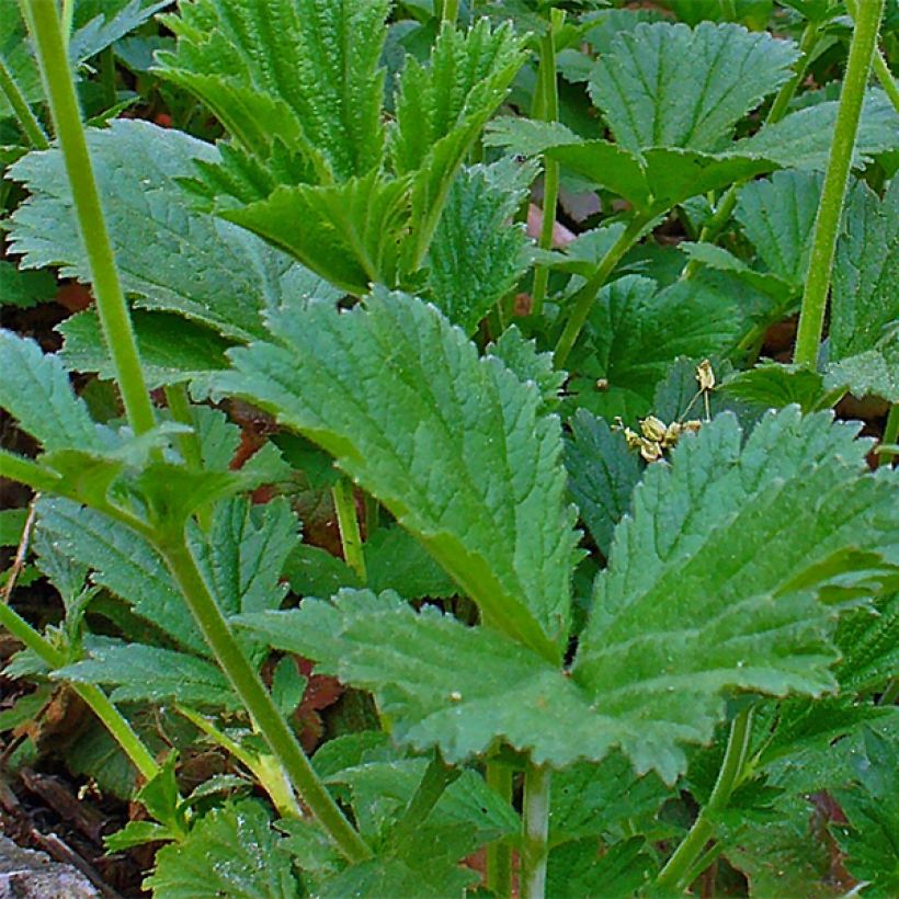 Geum coccineum Karlskaer - Nagelkruid (Blad)