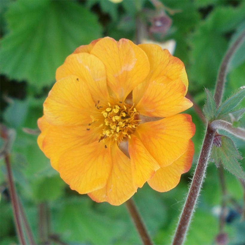 Geum coccineum Karlskaer - Nagelkruid (Bloei)
