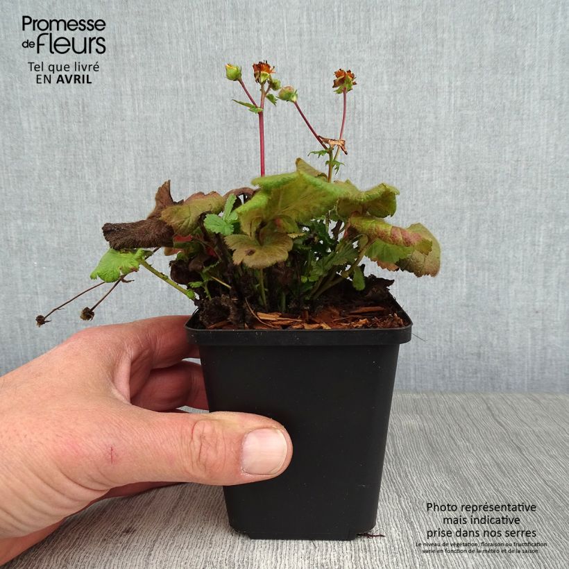 Exemplaar van Geum coccineum Koi - Nagelkruid Kweekpotje van 8/9 cm zoals geleverd in de lente