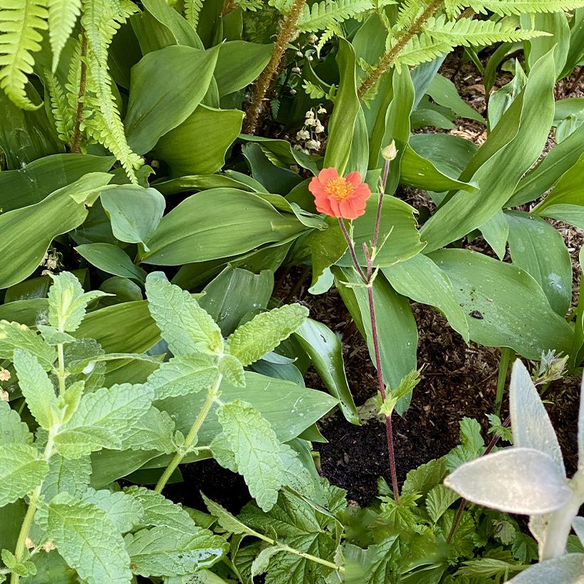 Geum coccineum Koi - Nagelkruid (Groeiplaats)