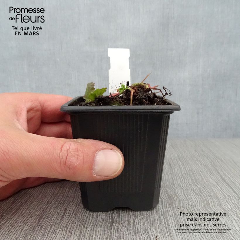 Exemplaar van Geum coccineum Red Wings - Nagelkruid Kweekpotje van 8/9 cm zoals geleverd in de lente