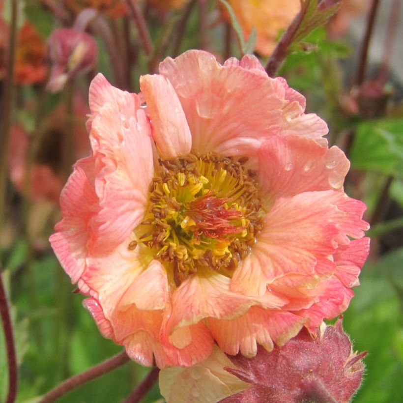 Geum Mai Tai - Knikkend nagelkruid (Bloei)