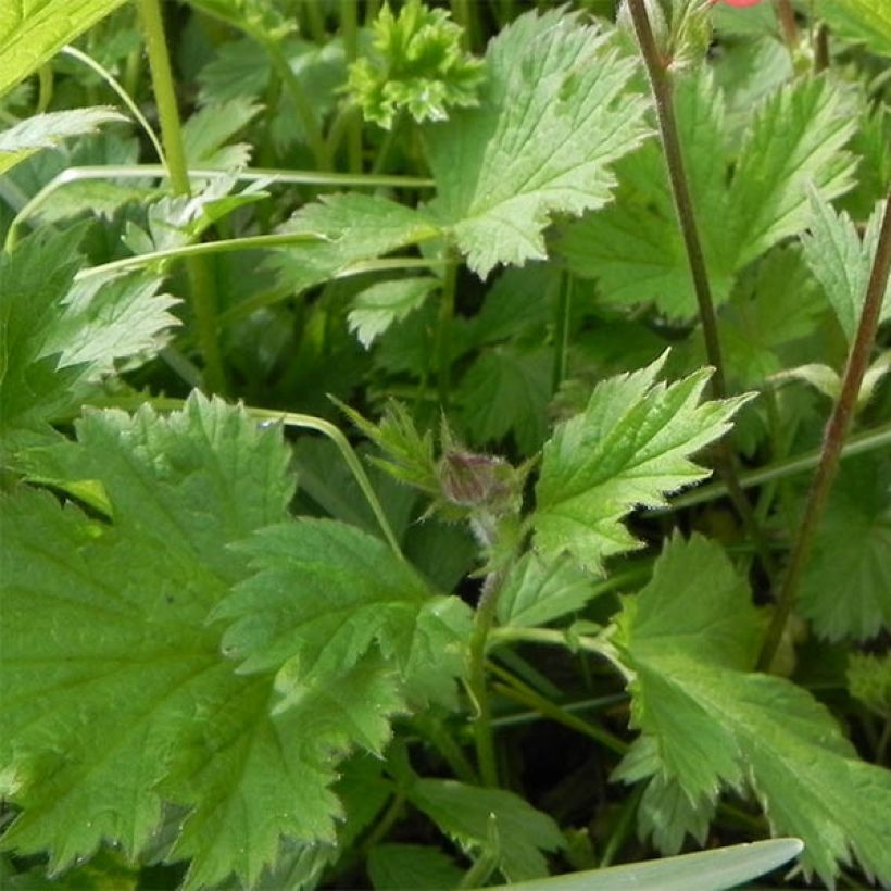 Geum rivale Leonards Variety - Knikkend nagelkruid (Blad)