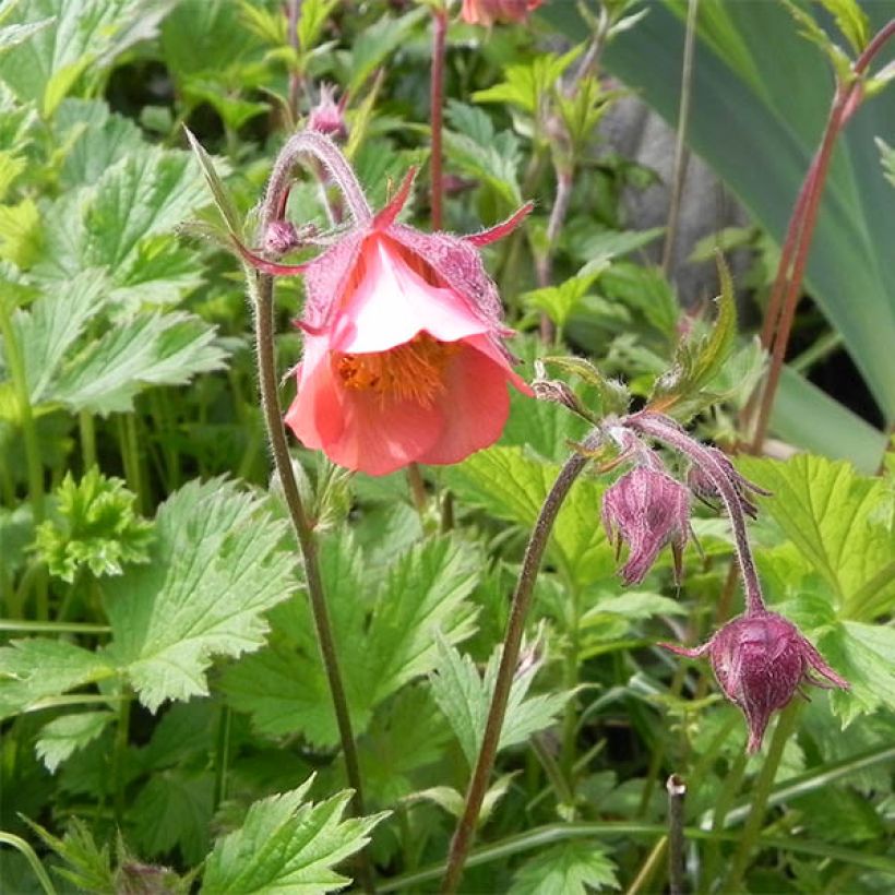Geum rivale Leonards Variety - Knikkend nagelkruid (Bloei)