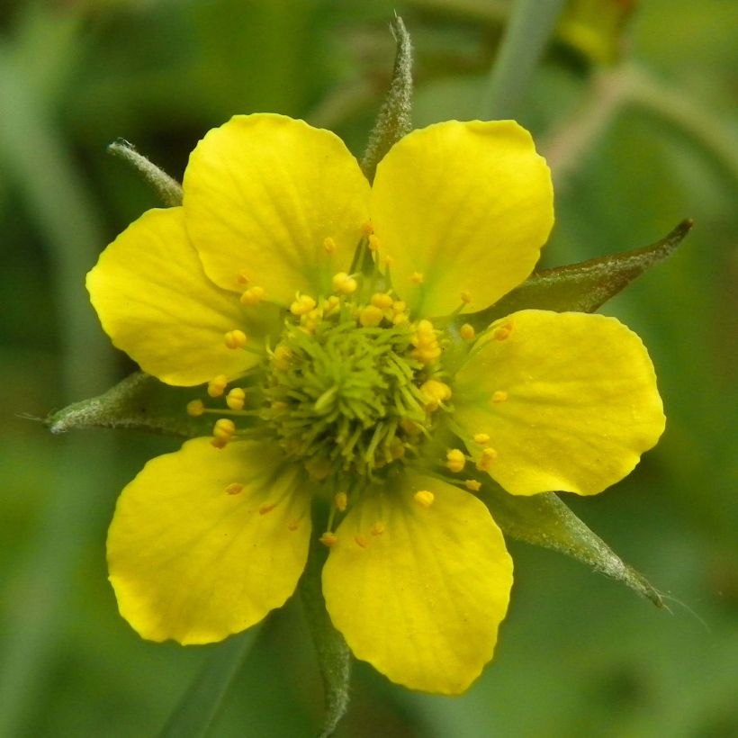 Geum urbanum - Gewoon nagelkruid (Bloei)