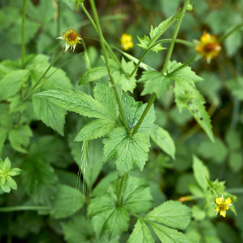 Geum urbanum - Gewoon nagelkruid (Blad)