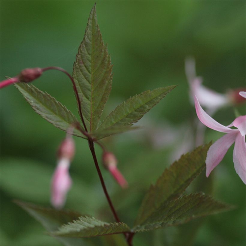 Gillenia trifoliata Pink Profusion - Driebladige braakwortelspirea (Blad)