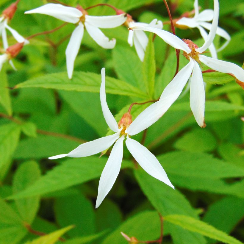 Gillenia trifoliata - Driebladige braakwortelspirea (Bloei)