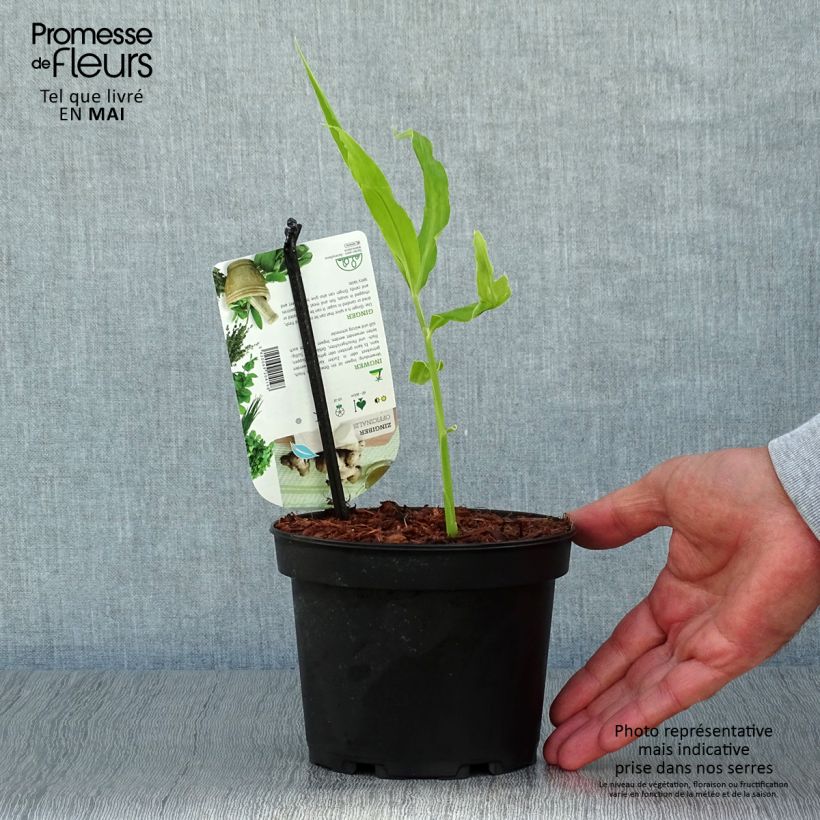 Example of Gember - Zingiber officinale Pot van 1,5 l/2 l as you get in printemps