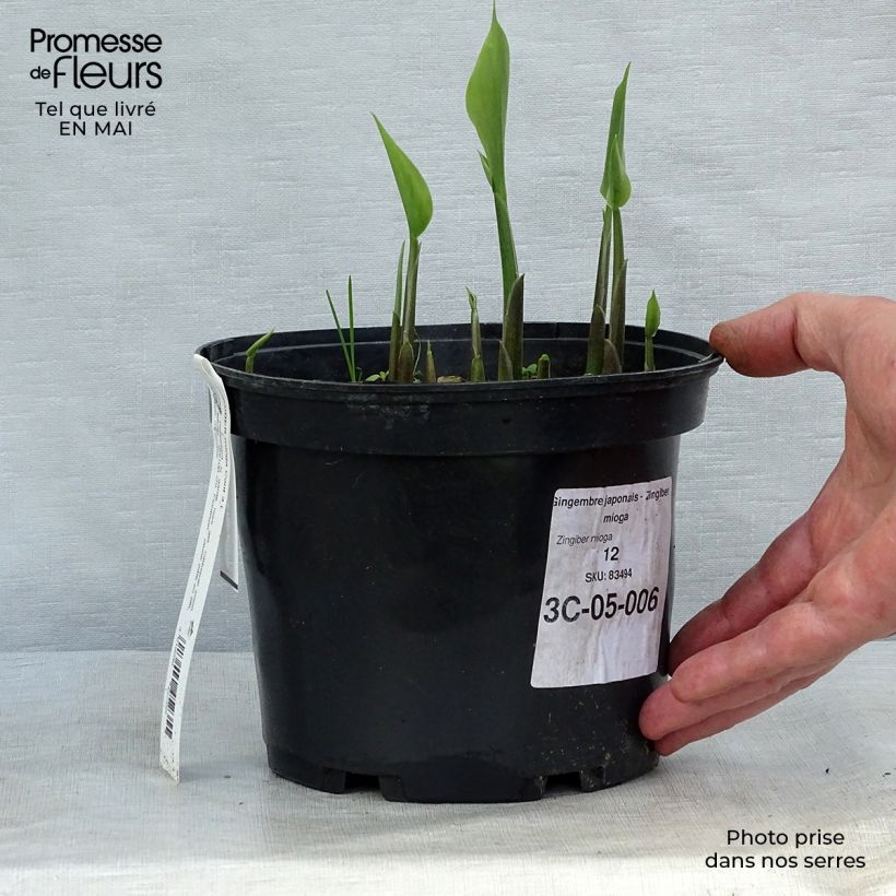 Exemplaar van Zingiber mioga - Japanse gember Pot van 1,5 l/2 l zoals geleverd in de lente