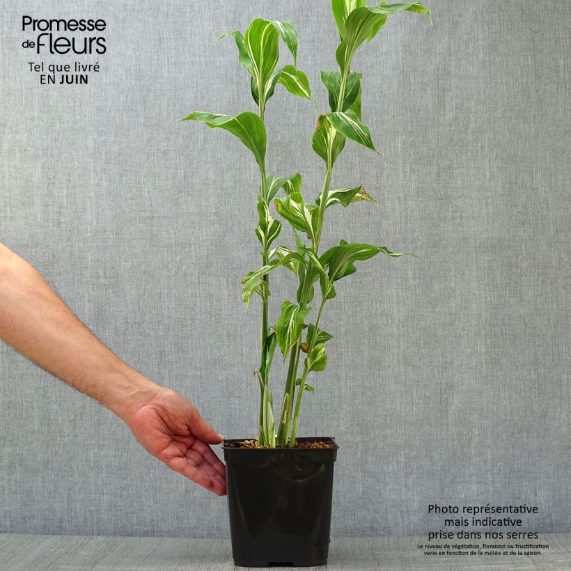 Exemplaar van Zingiber mioga Dancing Crane - Japanse gember Pot van 3 l/4 l zoals geleverd in de zomer
