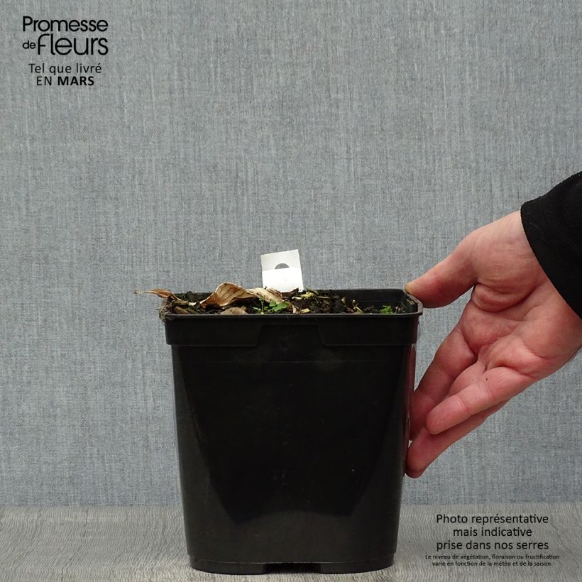 Exemplaar van Zingiber mioga Dancing Crane - Japanse gember Pot van 3 l/4 l zoals geleverd in de lente