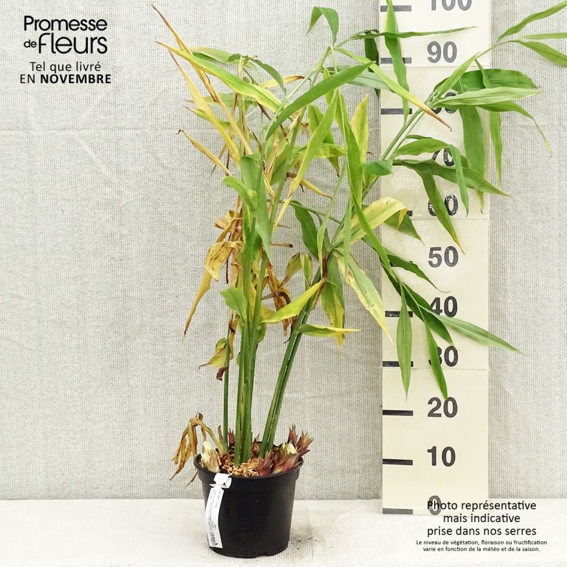 Exemplaar van Zingiber mioga - Japanse gember Pot van 1,5 l/2 l zoals geleverd in de herfst