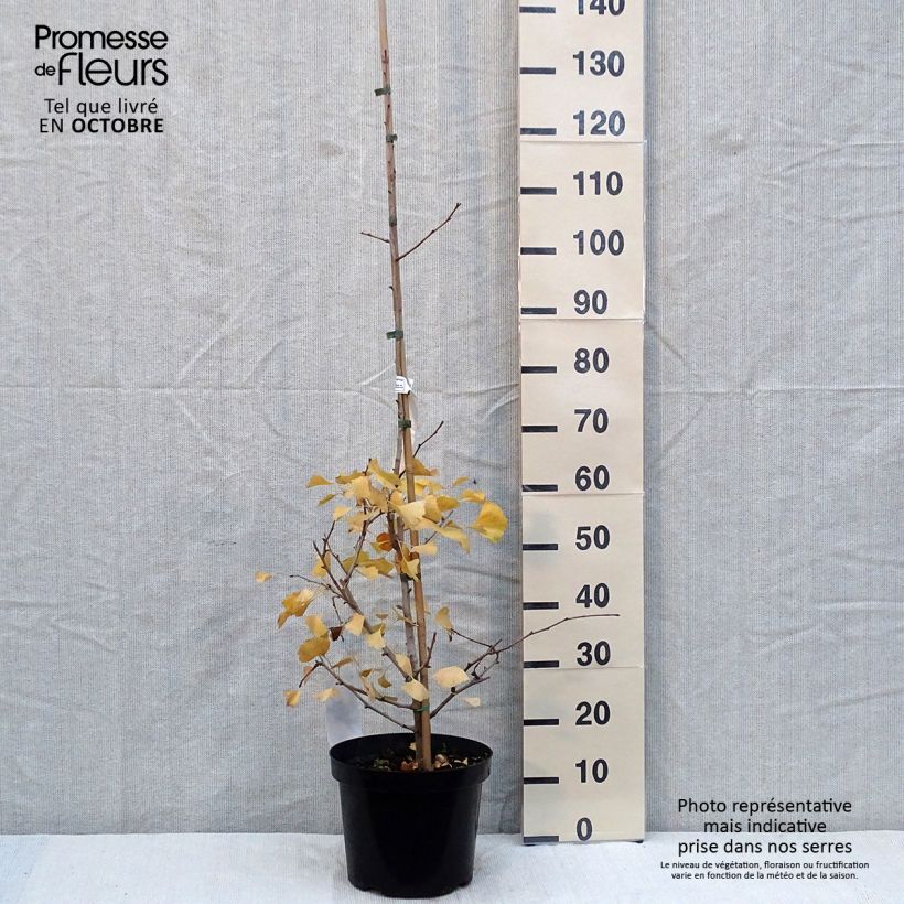 Exemplaar van Ginkgo biloba Blagon - Japanse notenboom Pot van 7,5 l/10 l zoals geleverd in de herfst