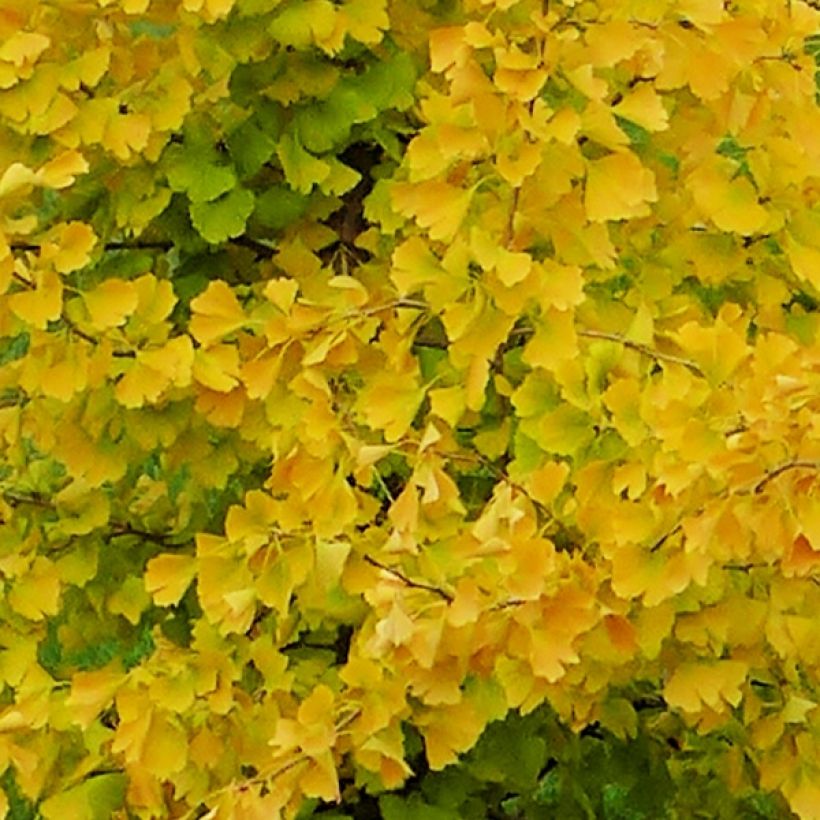 Ginkgo biloba fastigiata Gold Flame - Japanse notenboom (Blad)