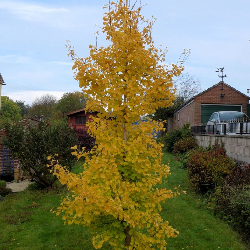 Ginkgo biloba fastigiata Gold Flame - Japanse notenboom (Groeiplaats)