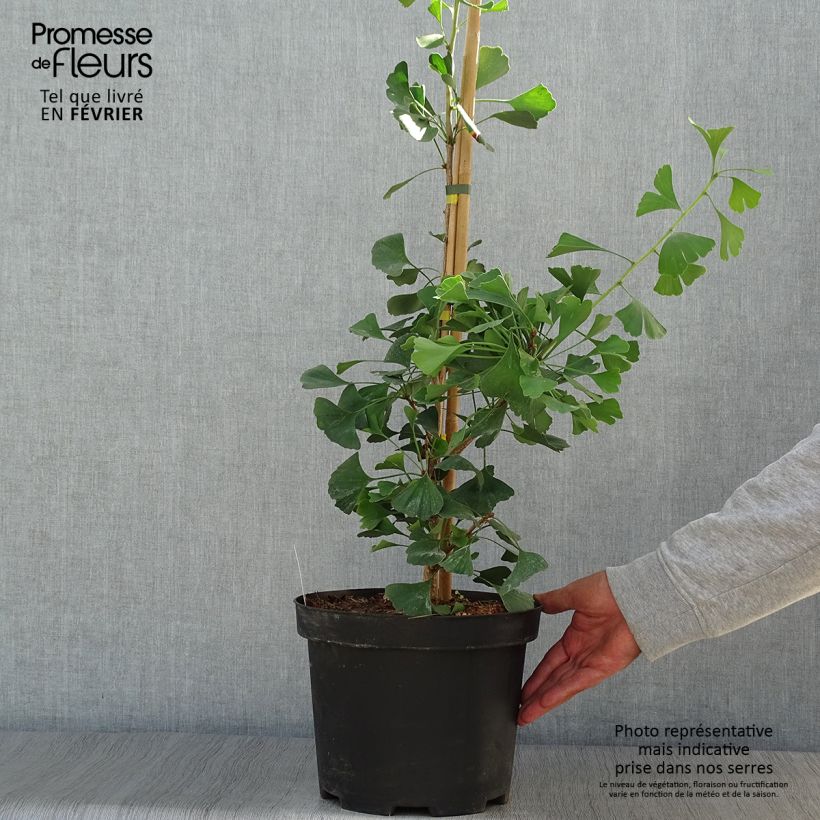 Exemplaar van Ginkgo biloba Autumn Gold - Japanse notenboom Pot van 6 l/7 l zoals geleverd in de herfst