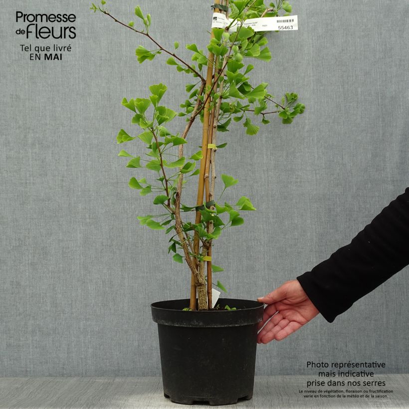 Example of Ginkgo biloba Autumn Gold - Japanse notenboom Pot van 6 l/7 l as you get in printemps