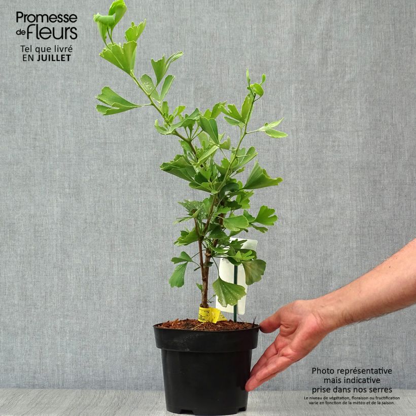 Exemplaar van Ginkgo biloba Blagon - Japanse notenboom Pot van 1 l/1,5 l zoals geleverd in de zomer