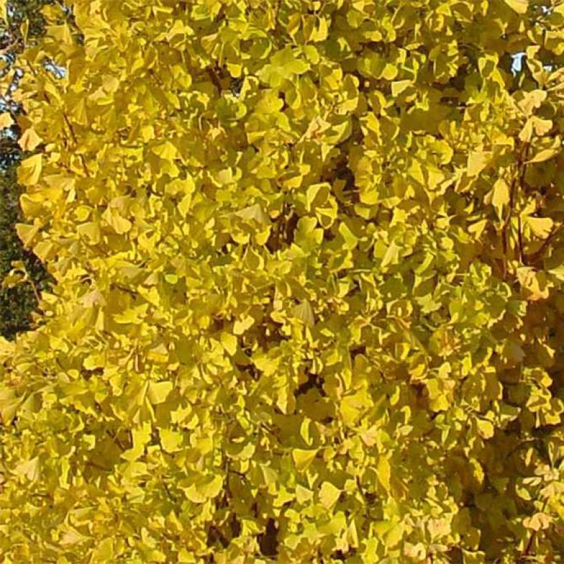 Ginkgo biloba Blagon - Japanse notenboom (Blad)
