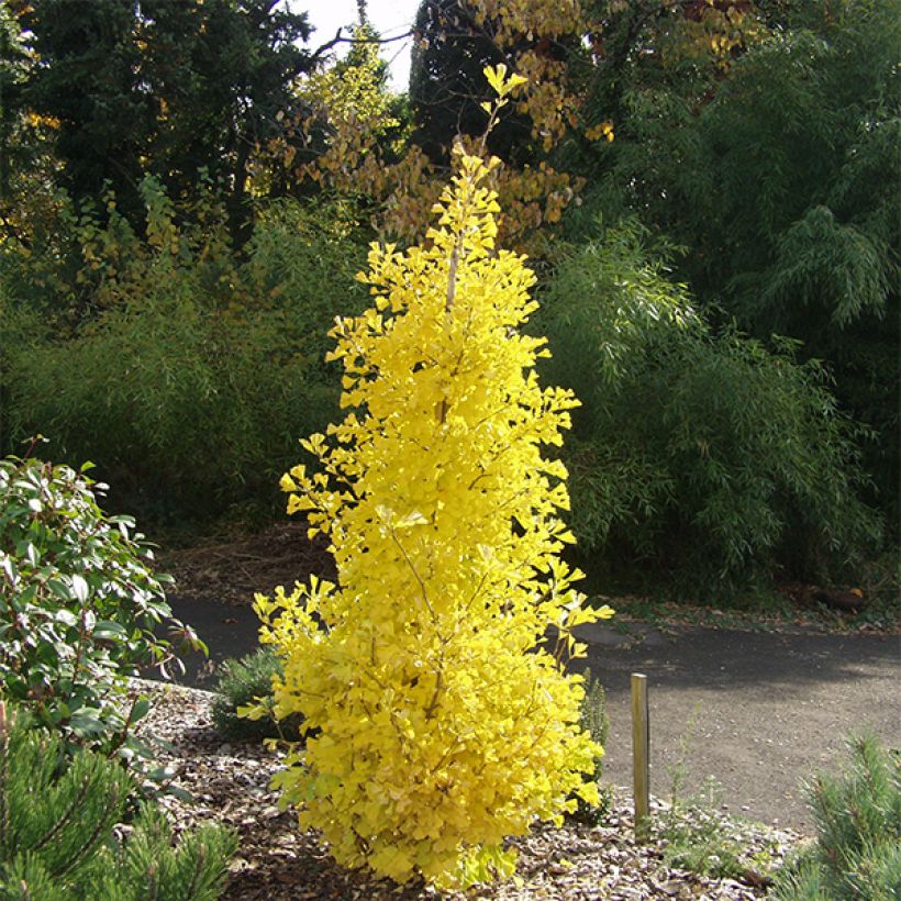 Ginkgo biloba Blagon - Japanse notenboom (Groeiplaats)