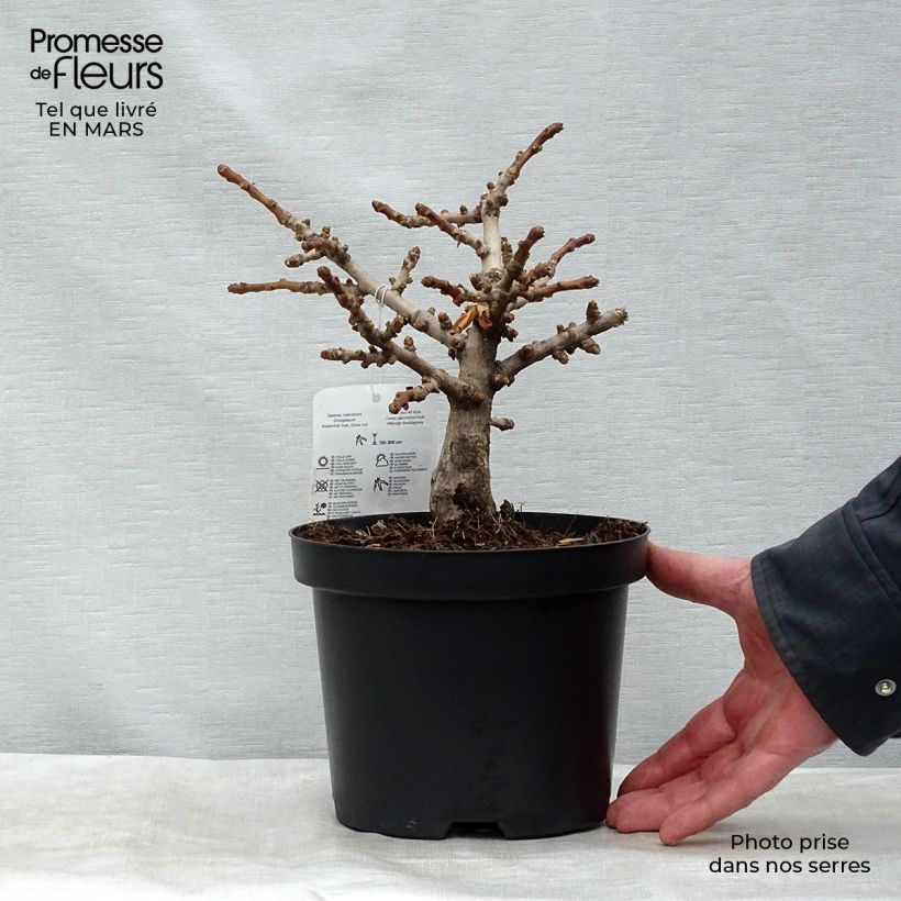 Example of Ginkgo biloba Mariken - Japanse notenboom Pot van 2 l/3 l, Struik as you get in printemps