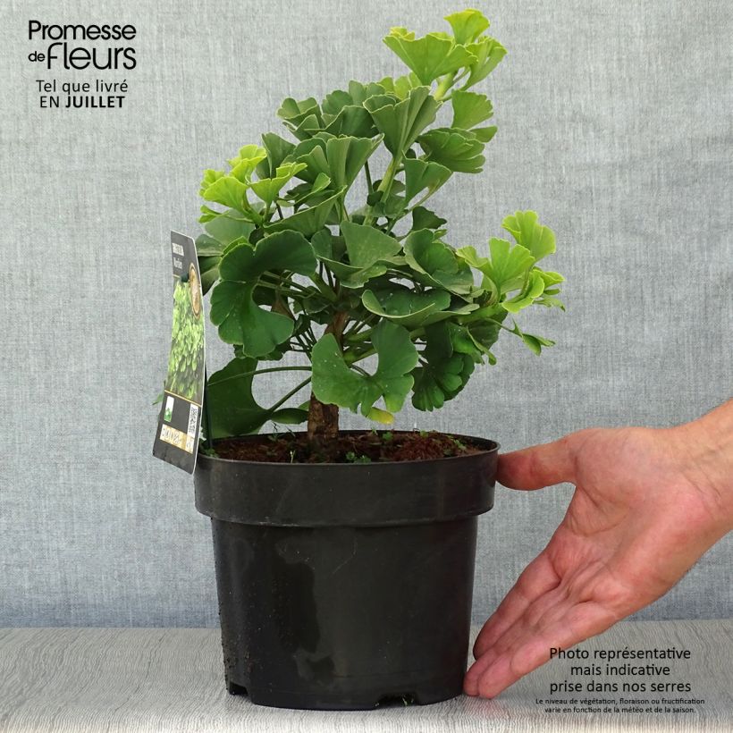 Exemplaar van Ginkgo biloba Mariken - Japanse notenboom Pot van 2 l/3 l, Struik zoals geleverd in de zomer