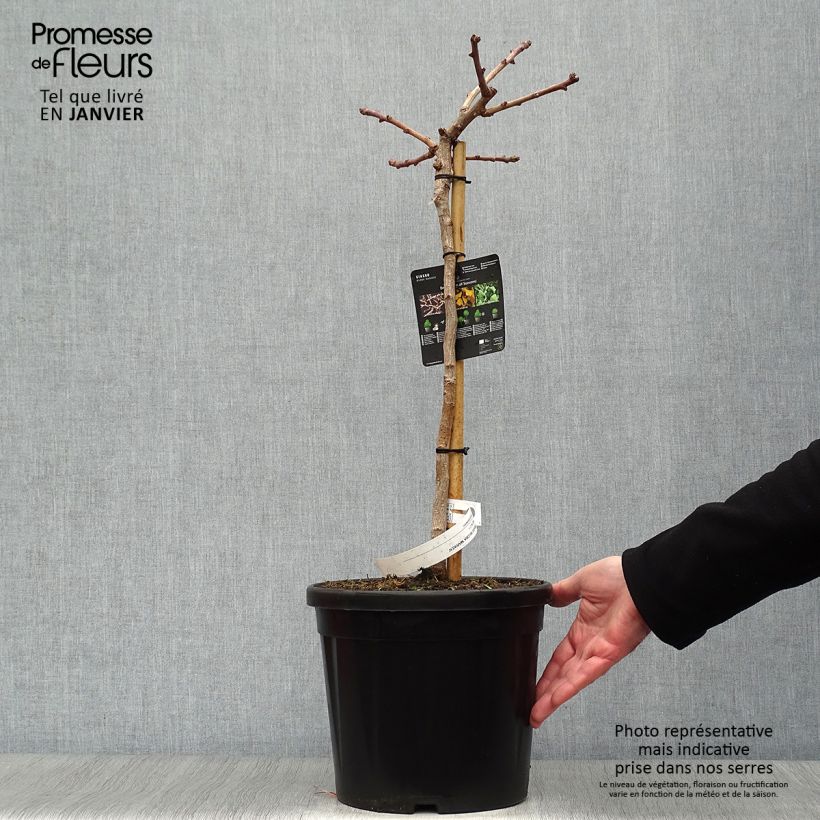 Example of Ginkgo biloba Mariken - Japanse notenboom Pot van 7,5 l/10 l, Stengel as you get in hiver