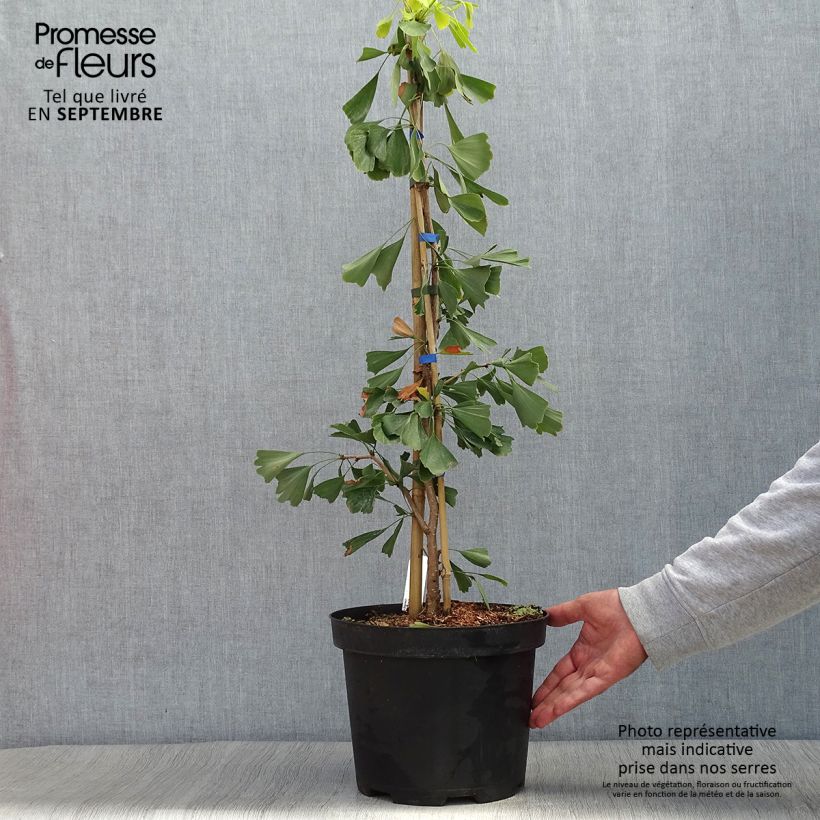 Exemplaar van Ginkgo biloba Saratoga - Japanse notenboom Pot van 6 l/7 l zoals geleverd in de herfst