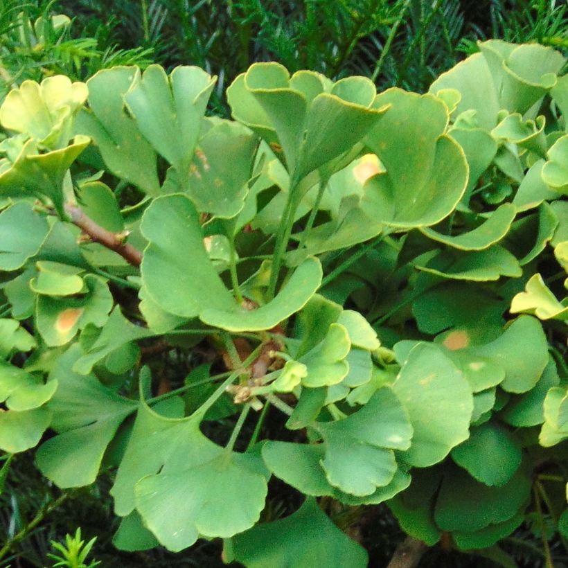 Ginkgo biloba Troll - Japanse notenboom (Foliage)