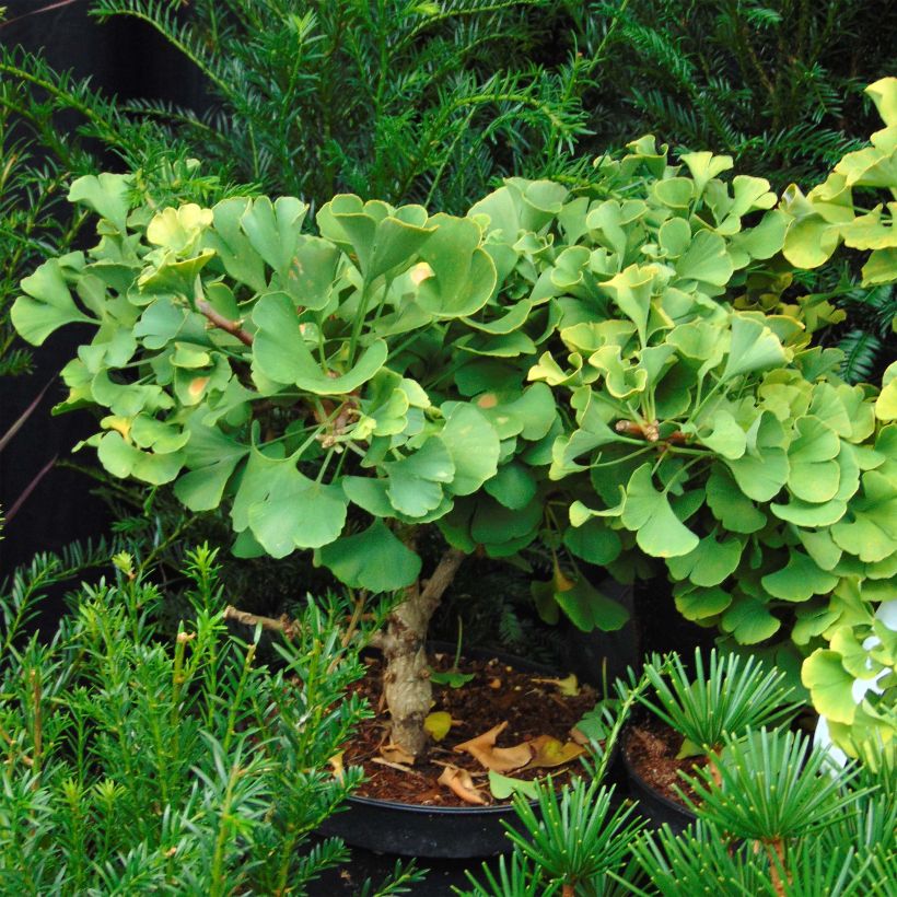 Ginkgo biloba Troll - Japanse notenboom (Plant habit)