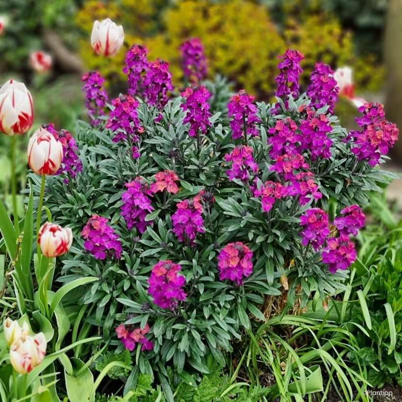 Erysimum cheiri Colour Vibe Purple – Muurbloem (Groeiplaats)