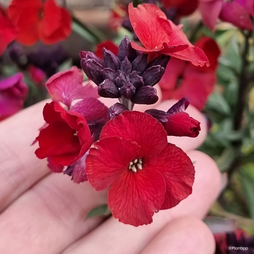 Erysimum cheiri Colour Vibe Rood – Muurbloem (Bloei)