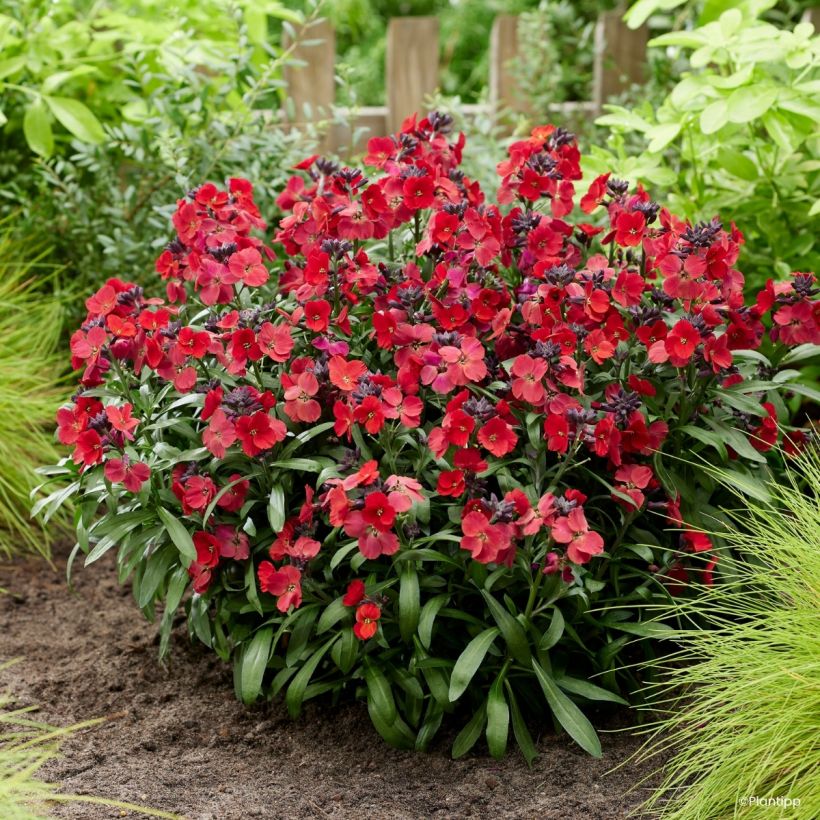 Erysimum cheiri Colour Vibe Rood – Muurbloem (Groeiplaats)