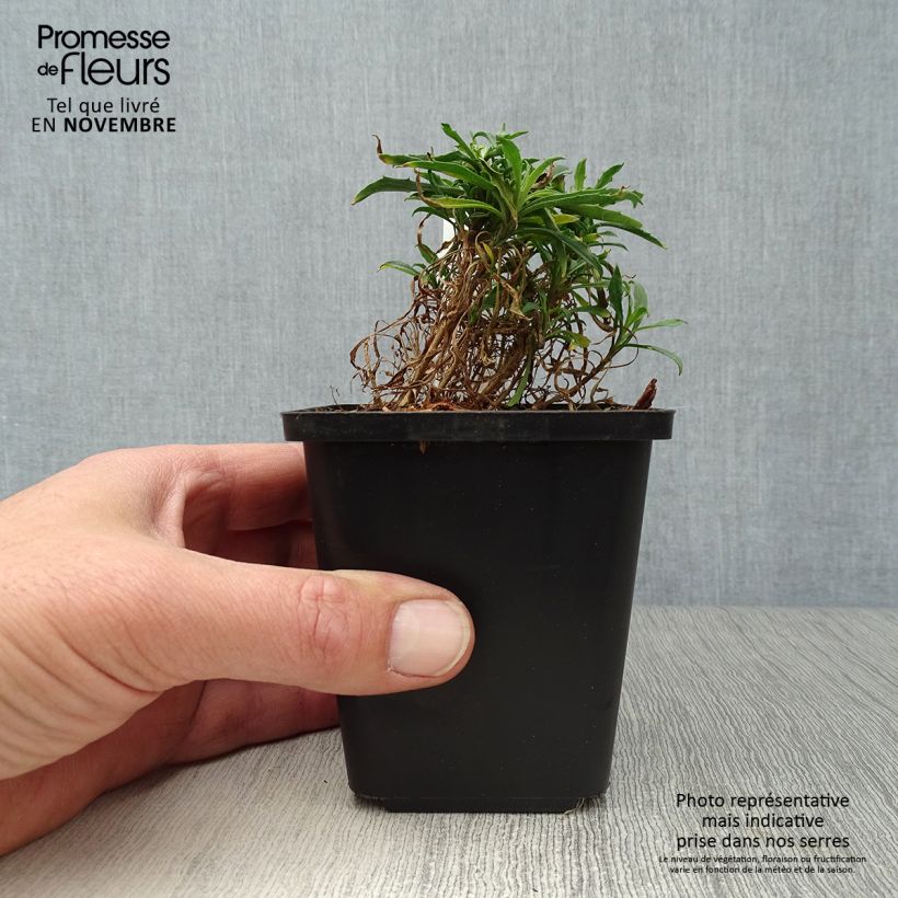 Exemplaar van Erysimum Constant Cheer – Muurbloem Kweekpotje van 8/9 cm zoals geleverd in de herfst