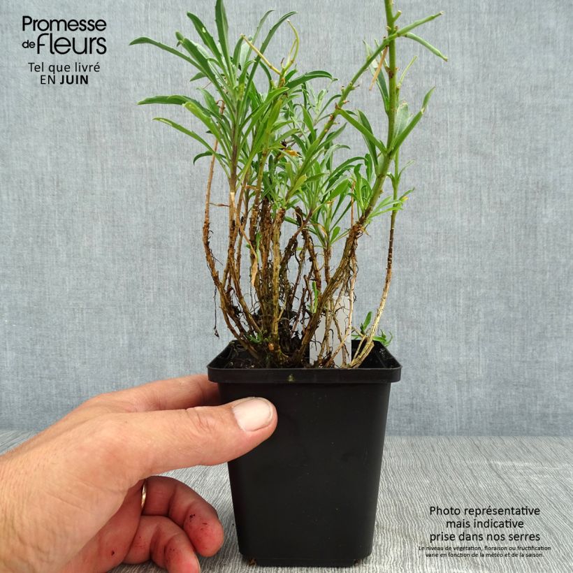 Exemplaar van Erysimum Constant Cheer – Muurbloem Kweekpotje van 8/9 cm zoals geleverd in de zomer
