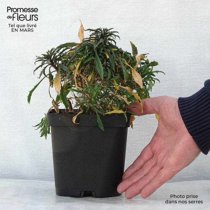 Exemplaar van Erysimum Constant Cheer – Muurbloem Pot van 2 l/3 l zoals geleverd in de lente