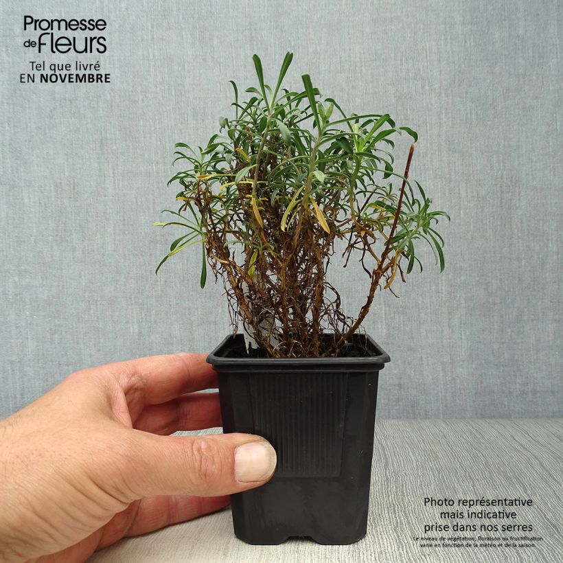 Exemplaar van Erysimum Bowles Mauve – Muurbloem Kweekpotje van 8/9 cm zoals geleverd in de herfst