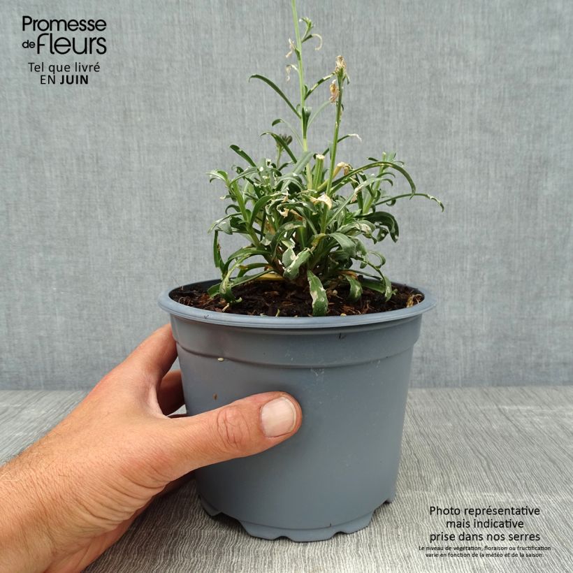 Exemplaar van Erysimum Bowles Mauve – Muurbloem Pot van 2 l/3 l zoals geleverd in de zomer