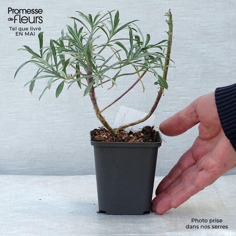 Example of Erysimum Bowles Mauve – Muurbloem Kweekpotje van 8/9 cm as you get in printemps