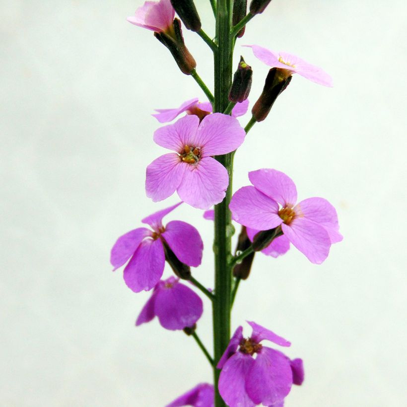 Erysimum Bowles Mauve – Muurbloem (Flowering)