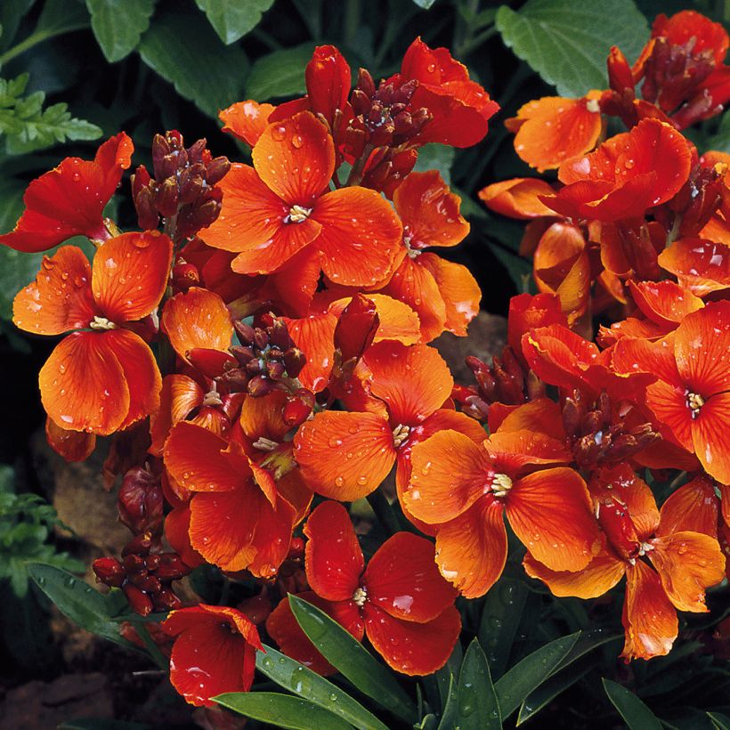 Erysimum cheiri Bedder Scarlet – Muurbloem (Bloei)