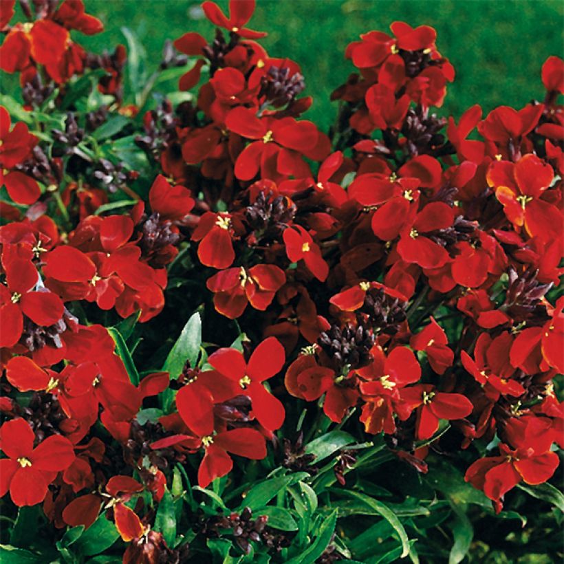 Erysimum cheiri Bedder Vulcan Brune – Muurbloem (Bloei)