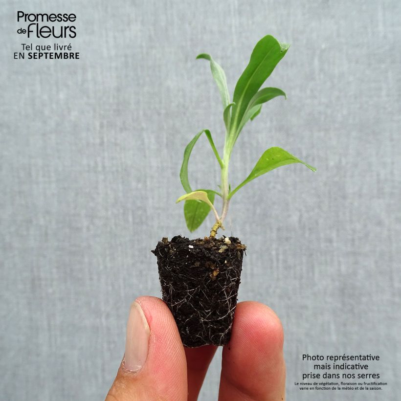 Exemplaar van Erysimum cheiri Cloth of Gold (plugplanten) – Muurbloem Mini-mot Ø 3/4 cm zoals geleverd in de herfst