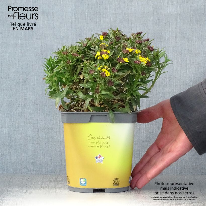 Exemplaar van Erysimum suffruticosum Gold Cup – Muurbloem Pot van 2 l/3 l zoals geleverd in de lente